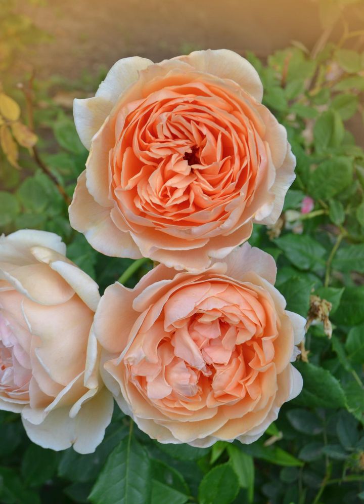 整ったカップの中に花弁を折りたたんだような風情のバラ。アプリコット色が退色して薄いピンクになる様子も好ましい。