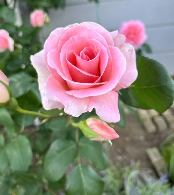 花弁がしっかりしてやや照葉のHT。葉がテカテカしていると言われることもありますが、こうしたバラは雨に強く丈夫です。（筆者撮影）