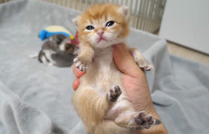 持たれる子猫