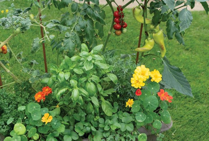 コンテナ菜園の【6月の作業】ハーブは切り戻して収量アップ、ミニトマトとピーマンは色づいたら収穫へ