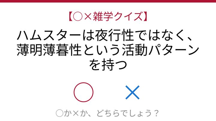 【○×雑学クイズ】これ本当？ハムスターの意外な生活リズムの問題画像