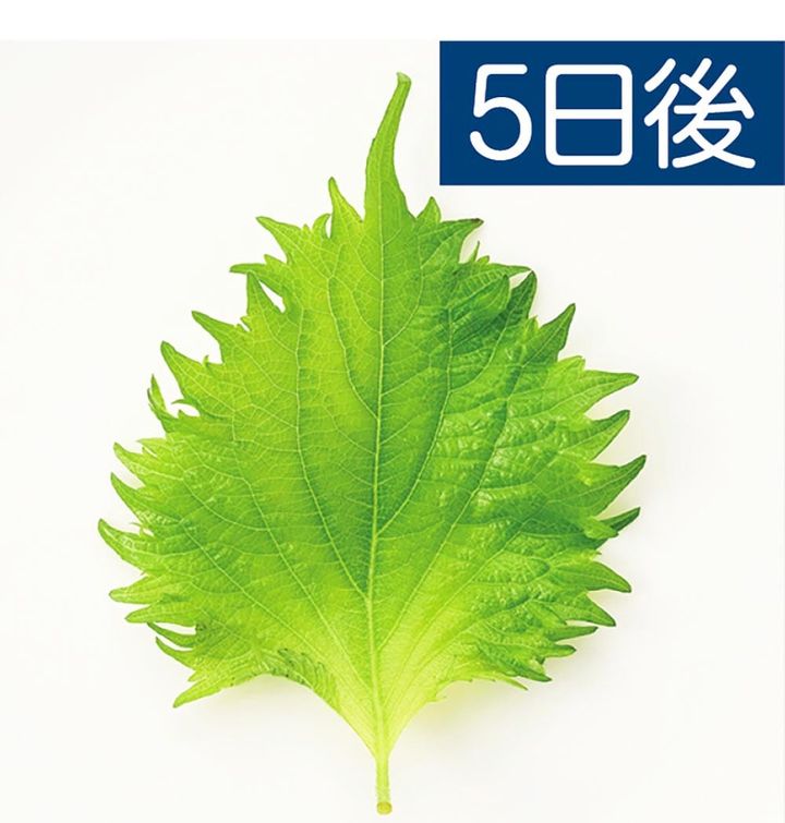 ダイソー「キッチン透明冷蔵庫容器(メッシュトレー付)」 イメージ2