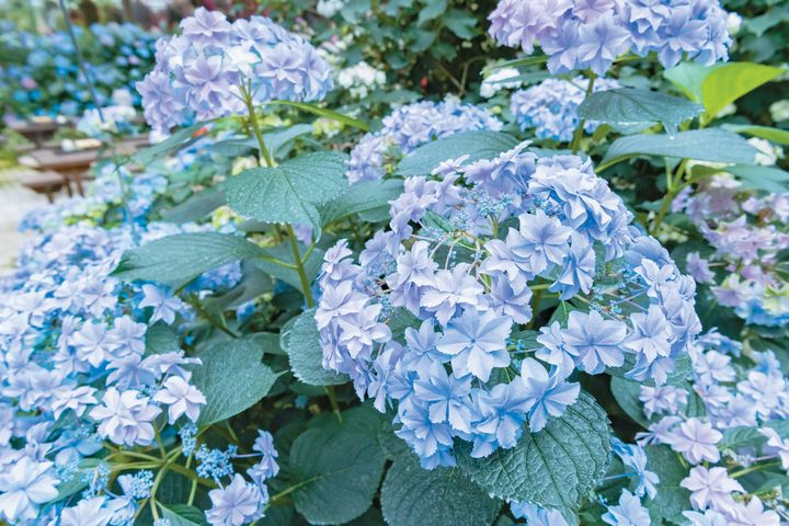多様な【アジサイ】の違いが見えてくる！ 咲き方（ガク・手まり）と花のつき方（旧枝・新枝）を解説