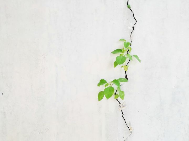 植物