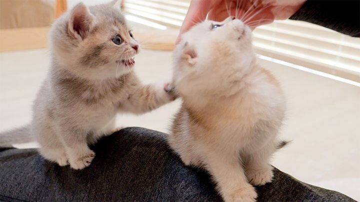 撫でられたい子猫達