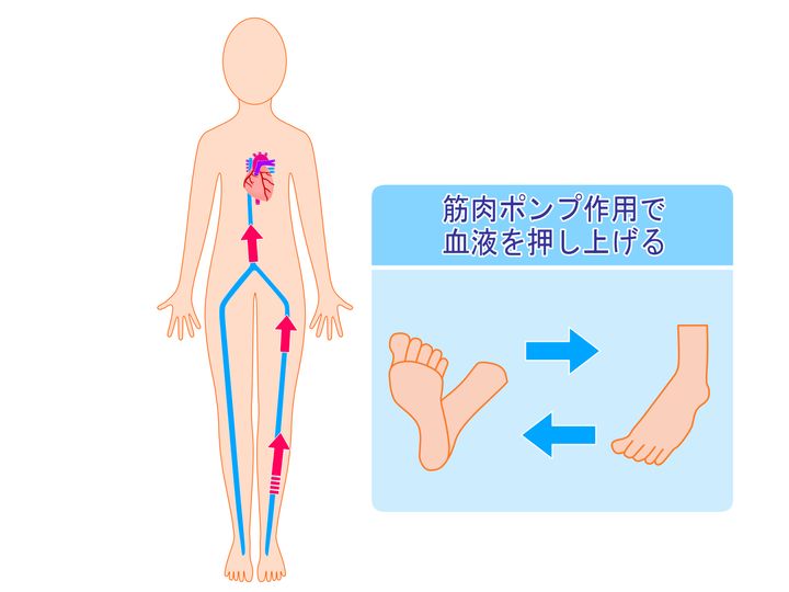 第二の心臓「ふくらはぎ」