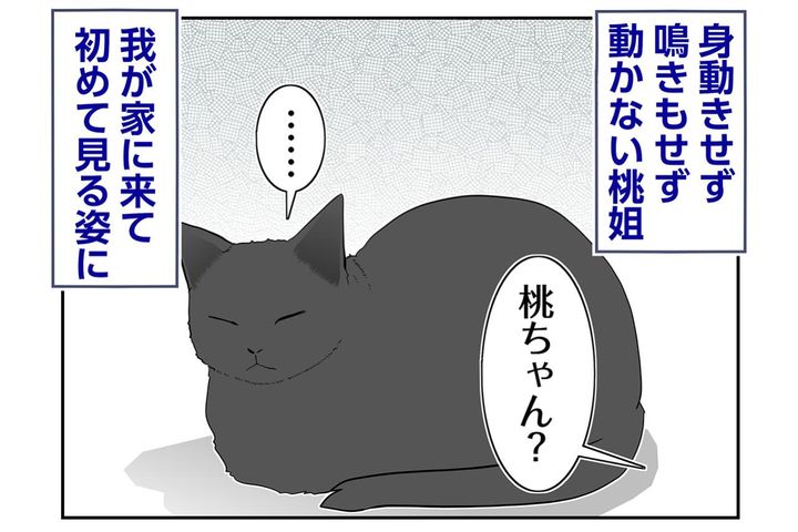 【マンガ・老猫日誌＃93】桃姐のそばに謎の物体が！〜思い出の老猫日誌・桃姐と小論