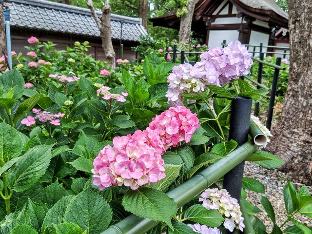 藤花 (311602)