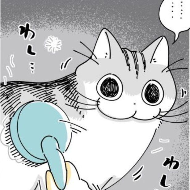 飼い主にブラッシングされる猫 画像提供：キュルZ@kyuryuZ
