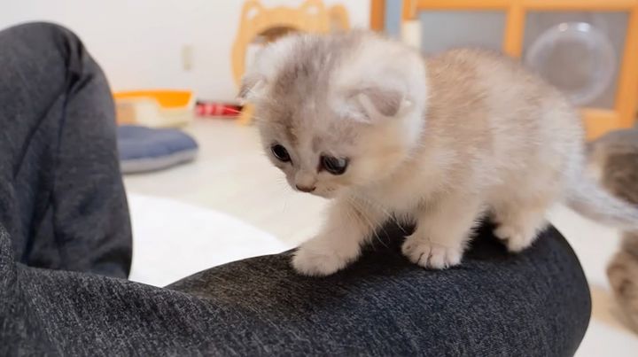 何度も膝に登る子猫