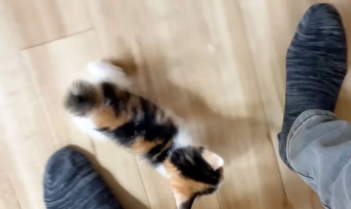 追いかけてくる子猫