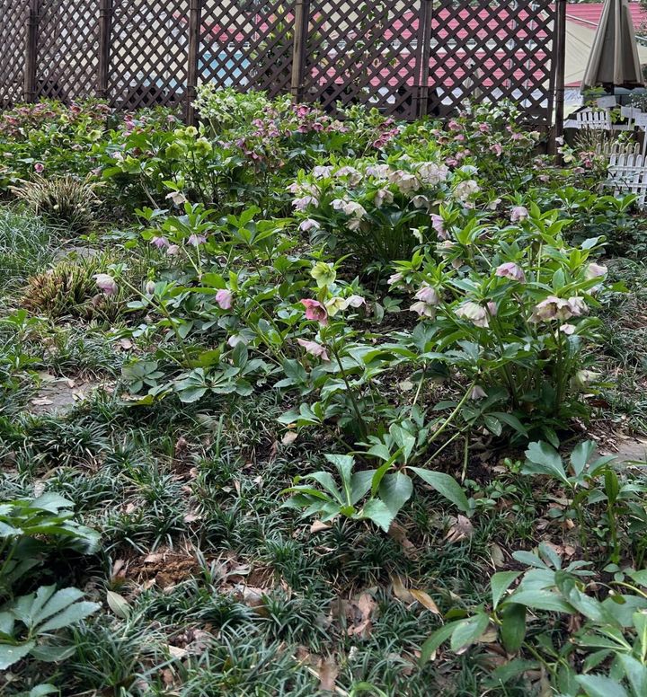 ケヤキの大木の下の斜面に植えたクリスマスローズ。