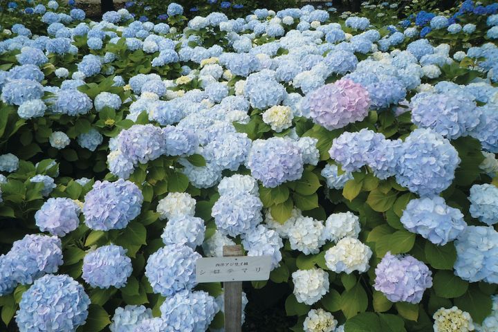 【アジサイの剪定】いつ・どこを切る？ 7月中に終わらせたい旧枝咲き品種の切り方ガイド