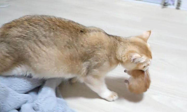 子猫を咥えて運ぶ母猫