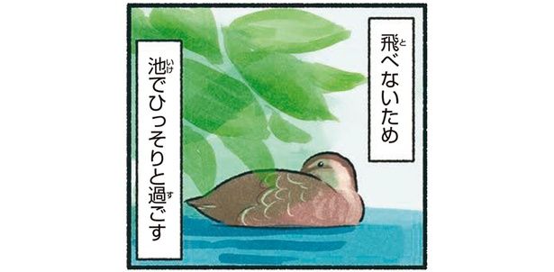 池でひっそりと過ごす （C）piro piro piccolo／KADOKAWA