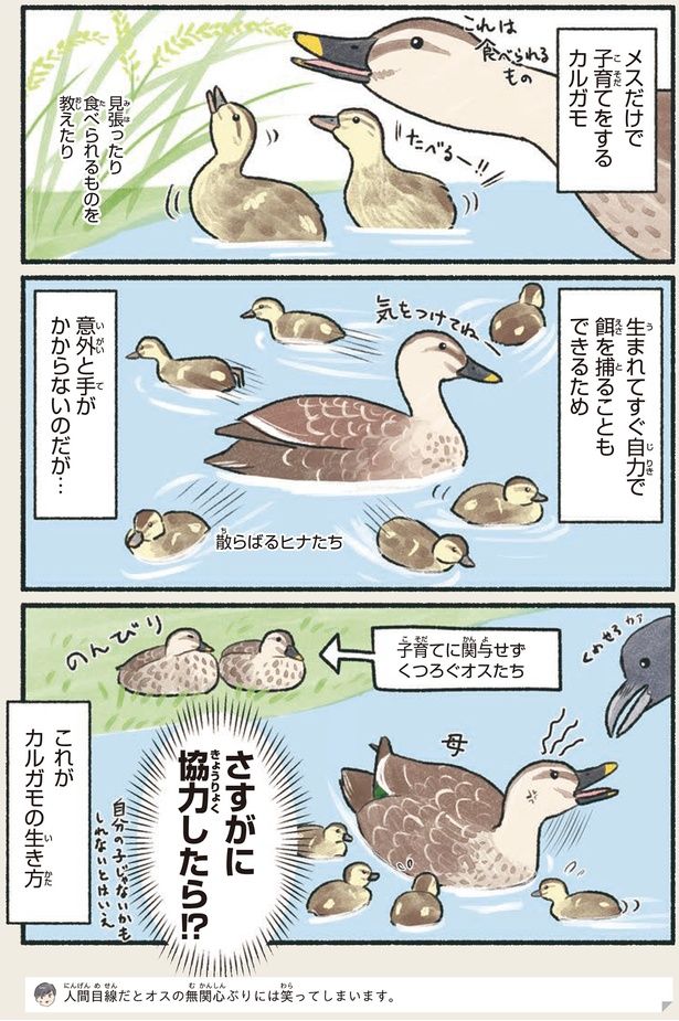 さすがに協力したら！？ （C）piro piro piccolo／KADOKAWA