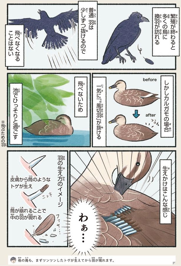 わぁ… （C）piro piro piccolo／KADOKAWA