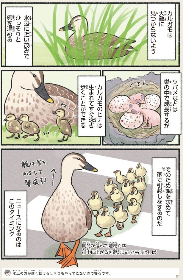 ニュースになるのはこのタイミング （C）piro piro piccolo／KADOKAWA