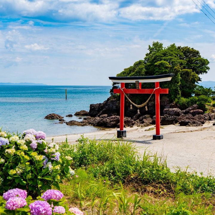 鳥居とアジサイ