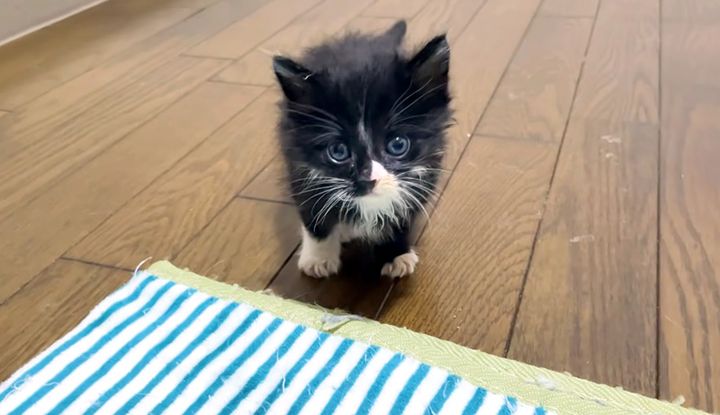 甘えにきた子猫