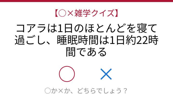 【○×雑学クイズ】これ本当？コアラの驚くべき睡眠生活の問題画像