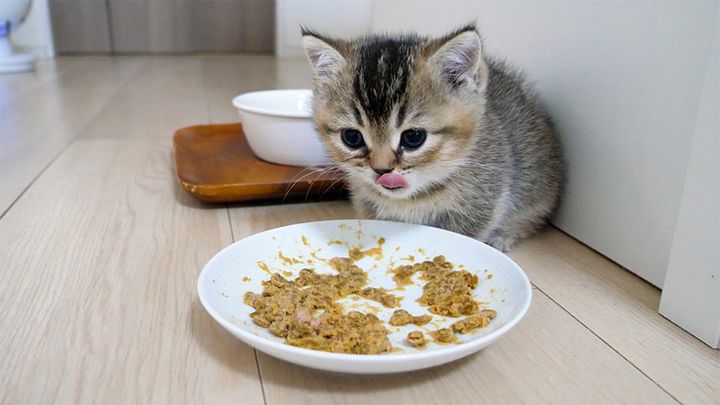 お腹を満足させた子猫