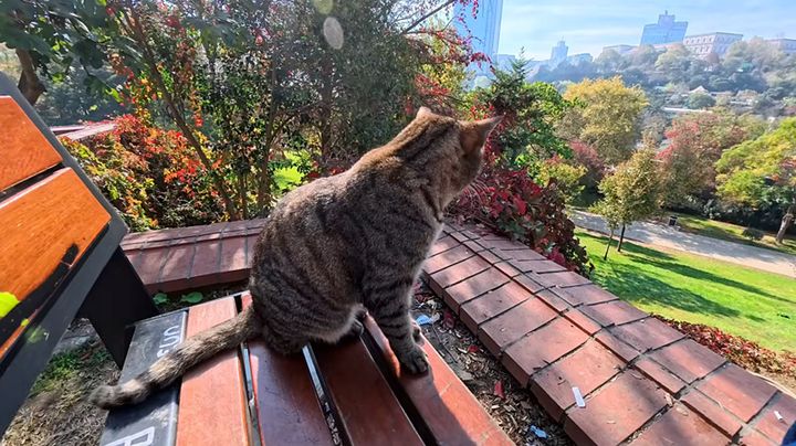 景色を眺める猫