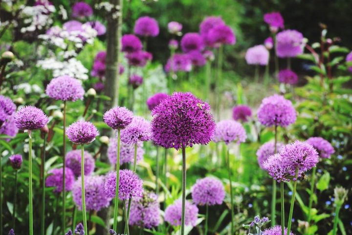 ポップでキュートな球根花！ボール状・花火形も楽しめるアリウムの仲間17選