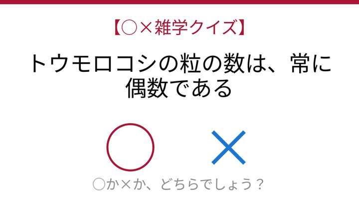 【○×雑学クイズ】これ本当？トウモロコシの秘密の問題画像