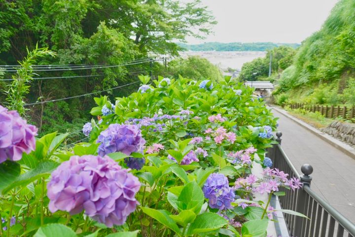 成就院から眺める紫陽花と由比ヶ浜