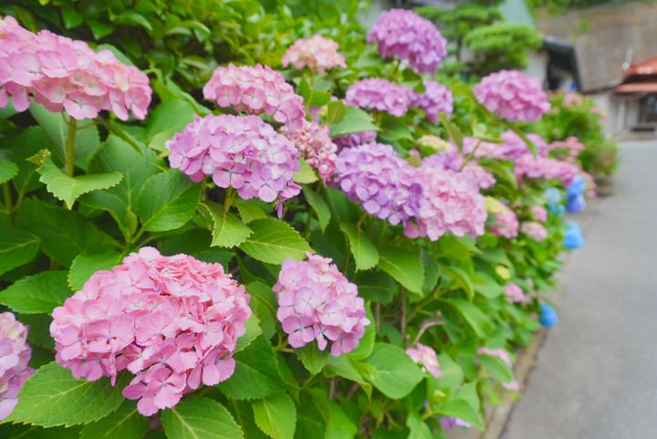 鎌倉の極楽寺の紫陽花