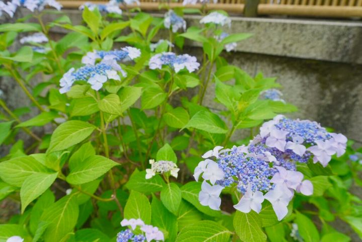 成就院の紫陽花