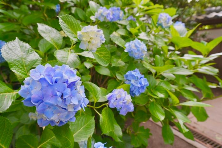 鎌倉の極楽寺の紫陽花