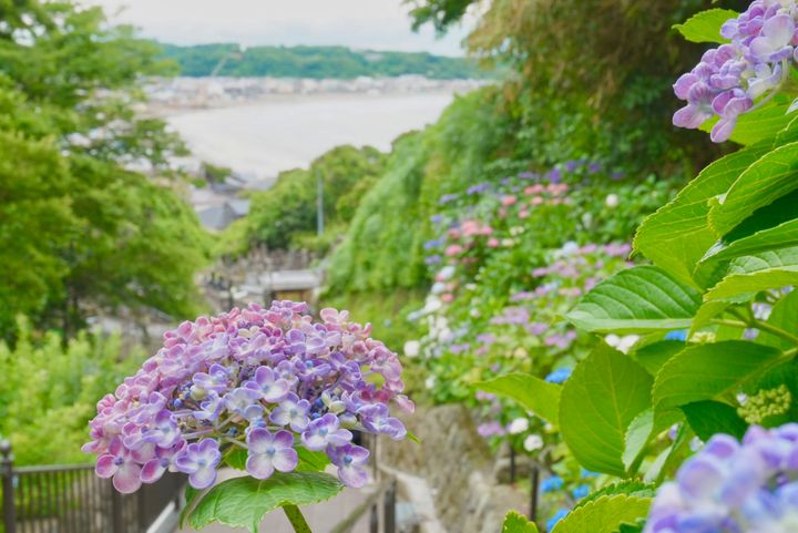 成就院から眺める紫陽花と由比ヶ浜