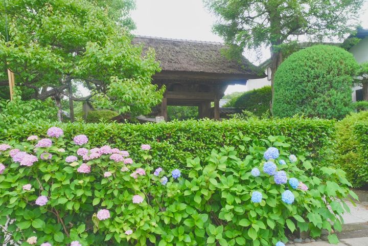 鎌倉の極楽寺の紫陽花