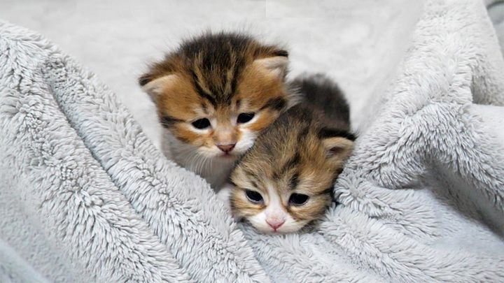 外に出たい子猫達