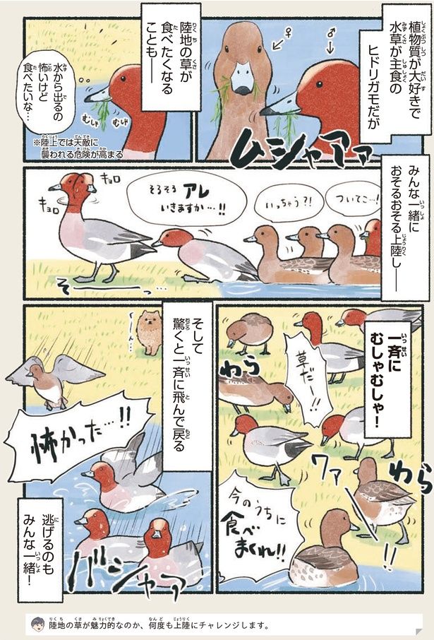 一斉にむしゃむしゃ！ （C）piro piro piccolo／KADOKAWA