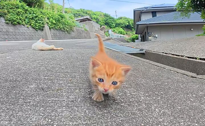 ついてくる子猫