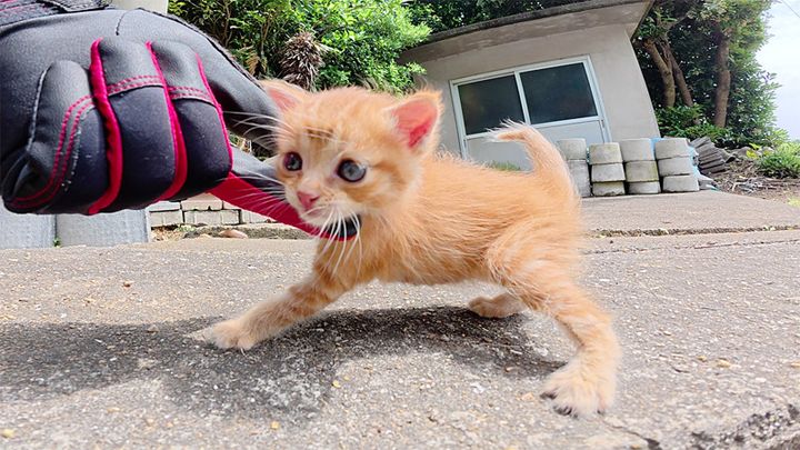 ナデナデされる子猫
