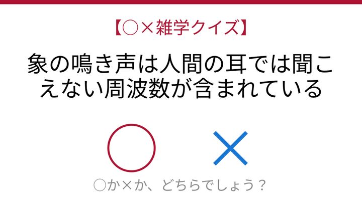 【○×雑学クイズ】これ本当？象の秘密の会話の問題画像