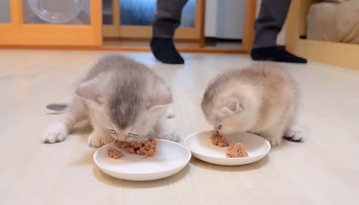 ご飯を食べる子猫達