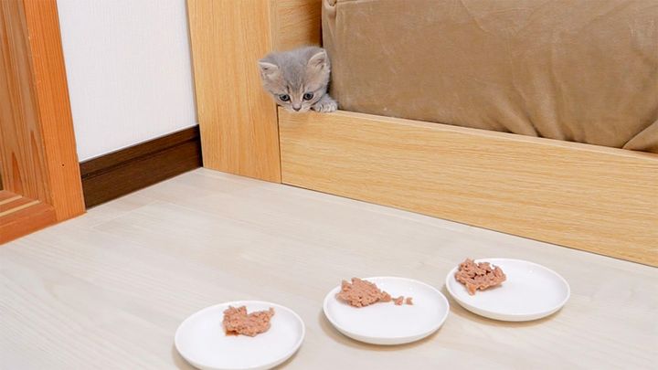 穴から出てきた子猫