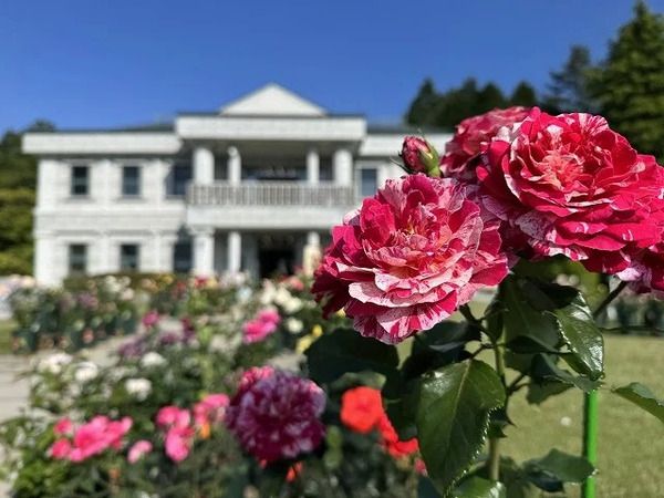 【神奈川県箱根町】自然豊かな恩賜箱根公園で「バラの即売会」開催！ワークショップや体験イベントも