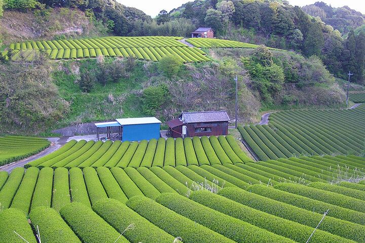 緑を眺めながら、オーガニック抹茶スイーツを楽しむ贅沢体験♪ 創業110年超の茶農家が営む隠れ家カフェ / 掛川「Teatime まるは」