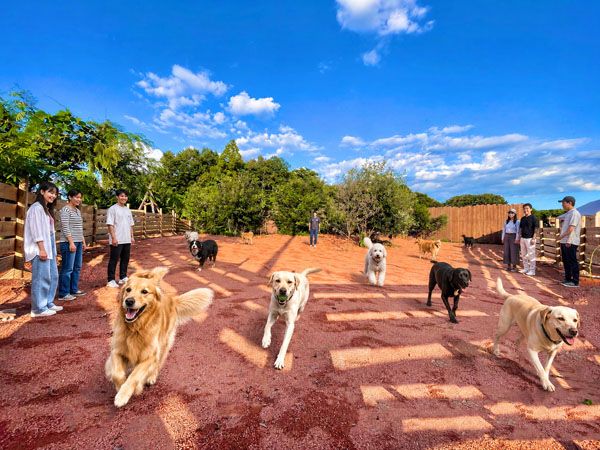 【埼玉県熊谷市】100個のミストノズルで愛犬や家族とずぶ濡れ体験！「KALオートガーデン」夏限定宿泊プラン