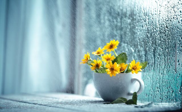 窓辺の花 雨