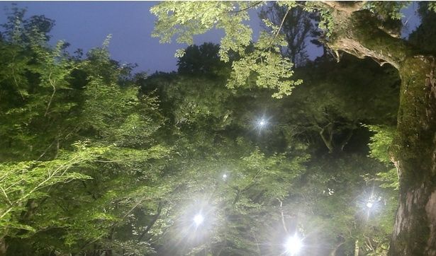 青もみじのライトアップが幻想的だ