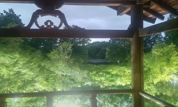 通天橋から見た青もみじの渓谷