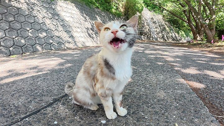 モフって欲しい猫