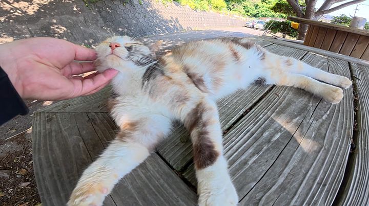 ナデナデを堪能する猫